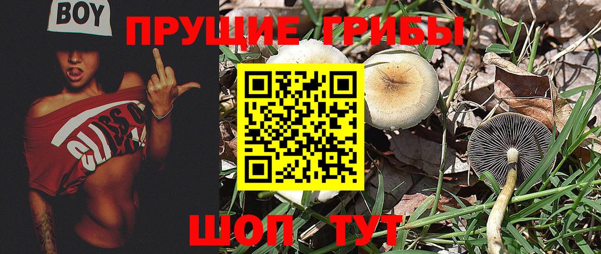 Псилоцибиновые грибы Psilocybine cubensis Подольск